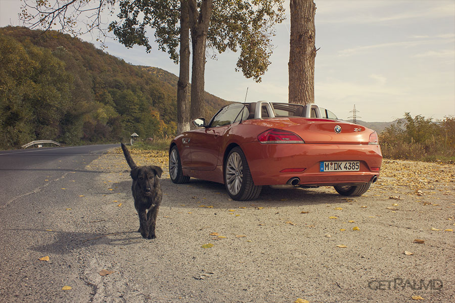 BMW Z4 Romania dog