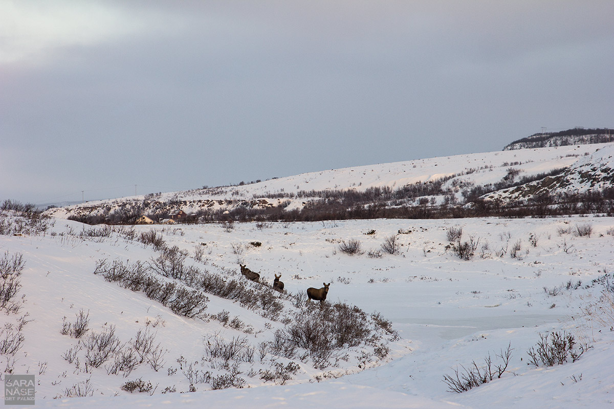 Elks-Norway-winter