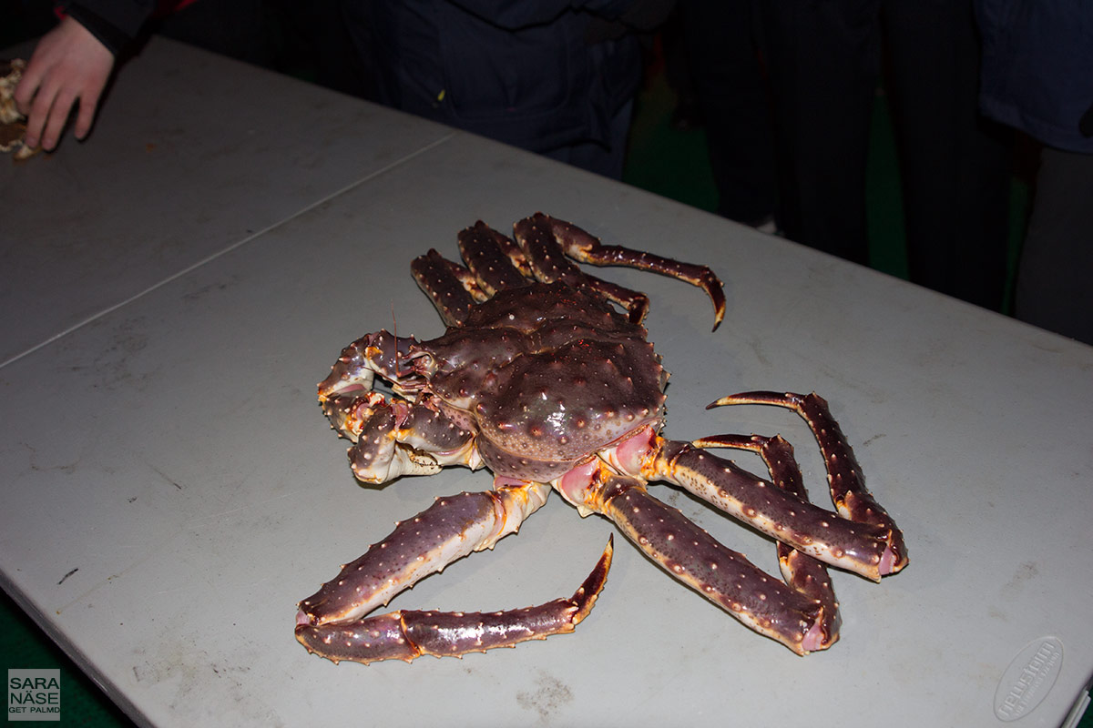 Hurtigruten-king-crab