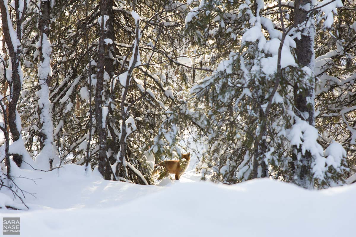 Lapland-fox-winter