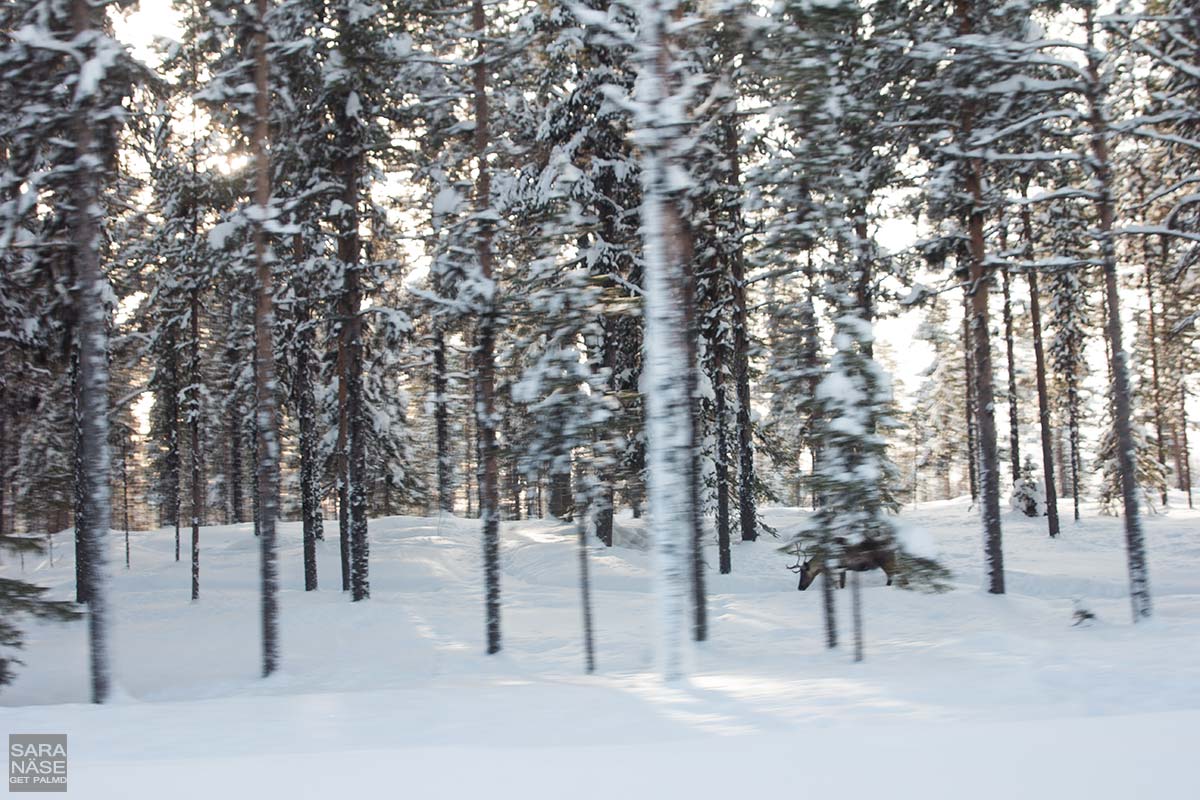 Lapland-reindeer-winter