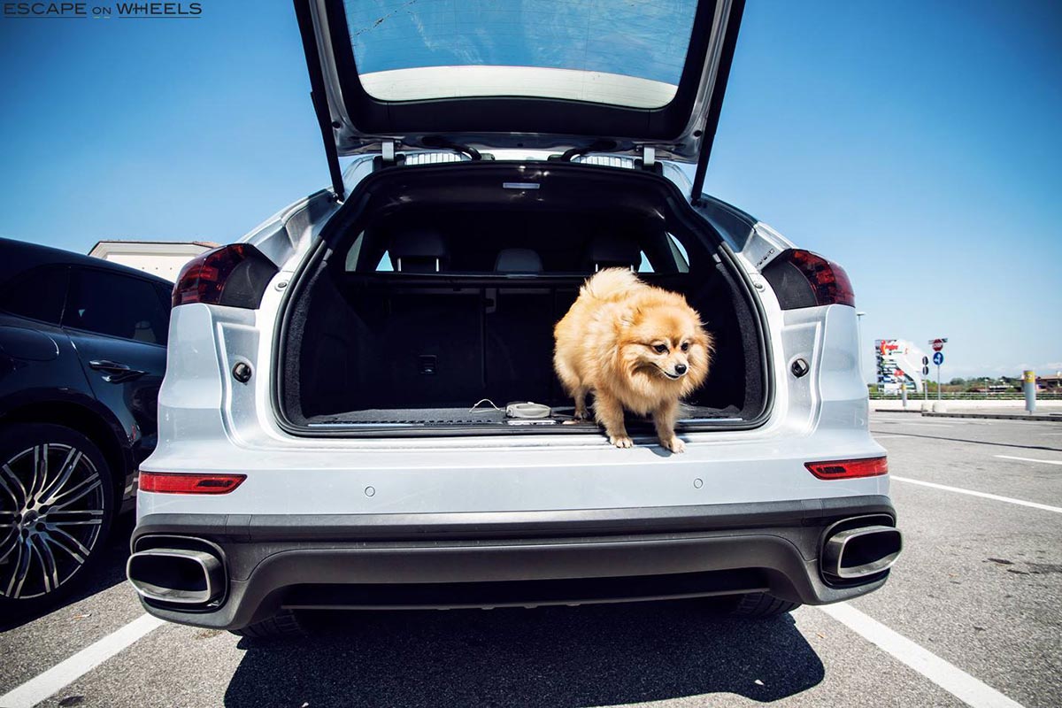 Porsche-Cayenne-dog