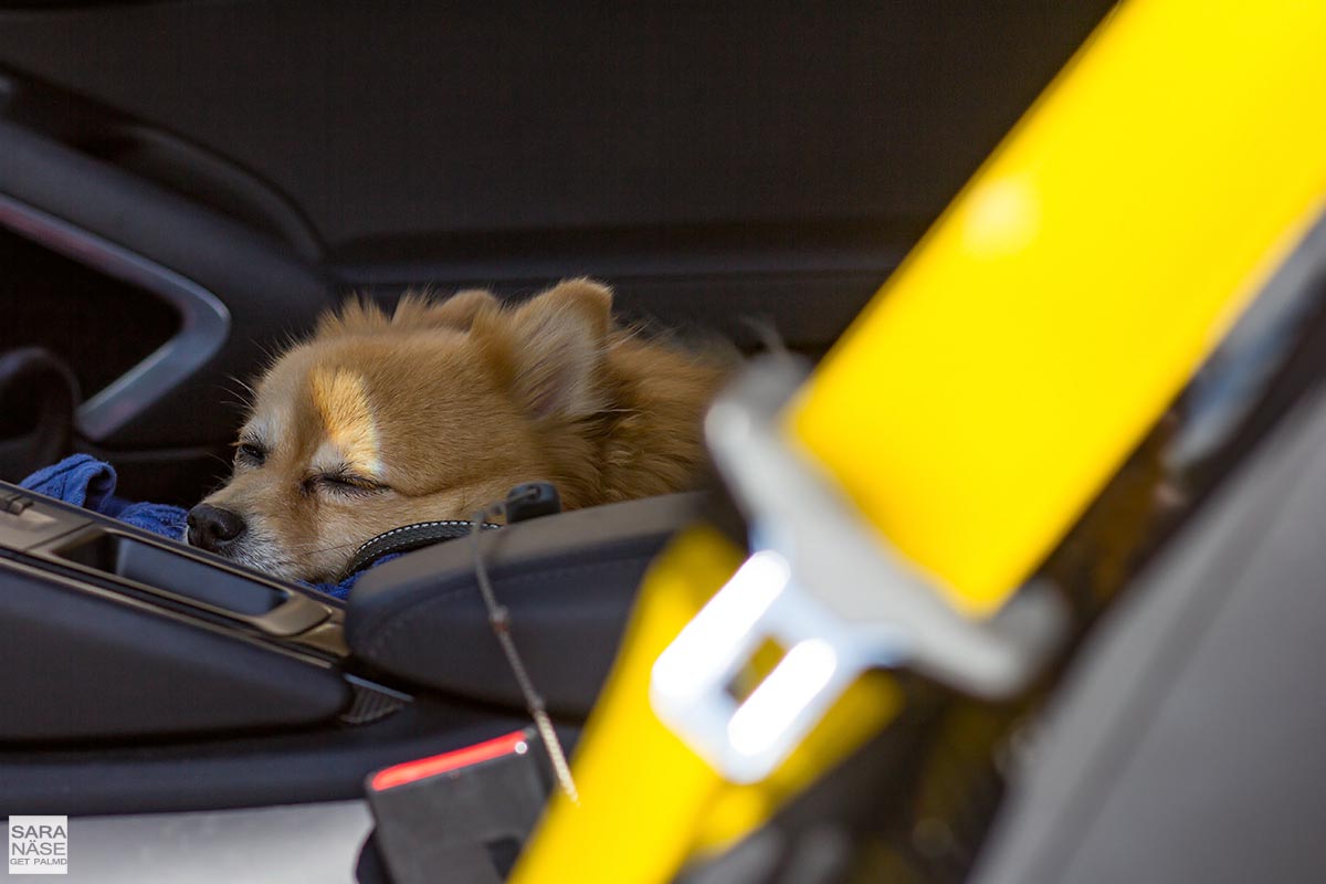 Dog in Porsche