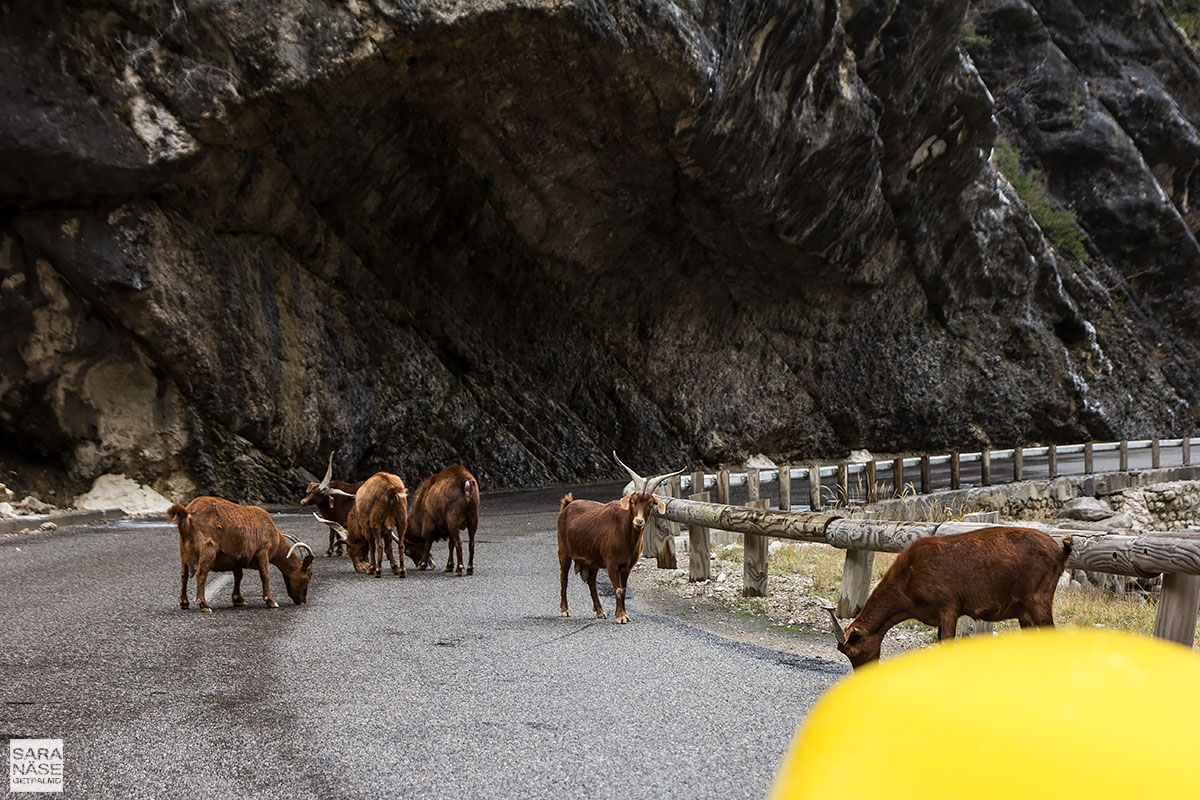 Verdon mountain goats