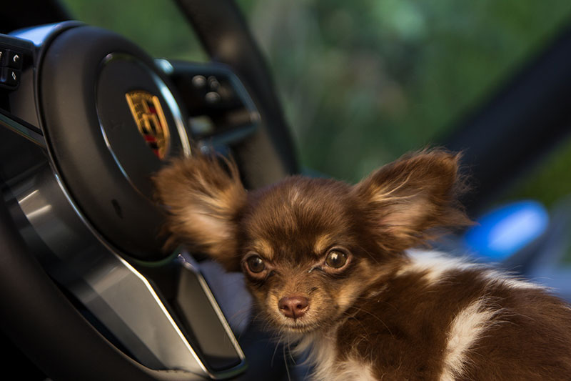 Tyson - our chihuahua in a Porsche